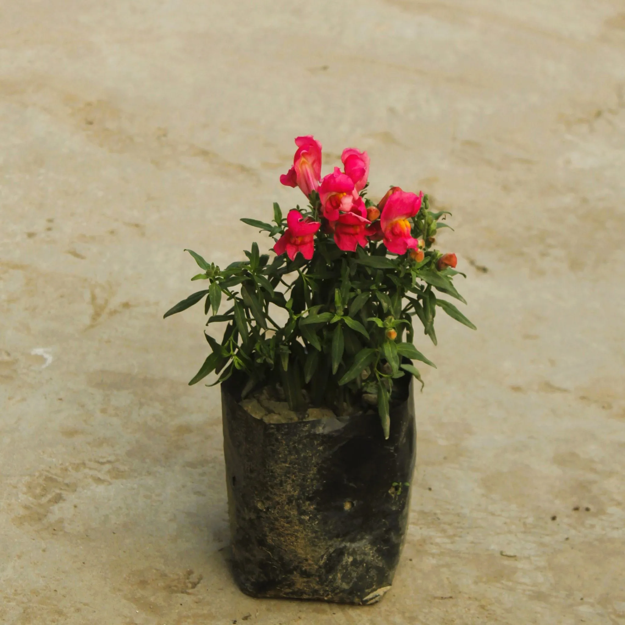 Dianthus (any colour) in 4 Inch Nursery Bag