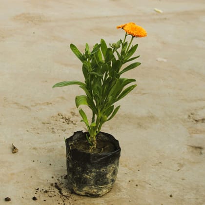 Buy Calendula (any colour) in 4 Inch Nursery Bag Online | Urvann.com