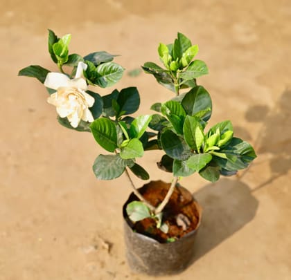 Gandhraaj / Gardenia  in 7 Inch Nursery Bag