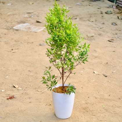 Buy Syzygium (~ 2.5 Ft) in 12 Inch White Premium Tower Plastic Pot Online | Urvann.com