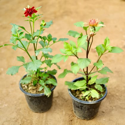 Buy Set of 2 - Dahlia (any colour) in 8 Inch Nursery Pot Online | Urvann.com
