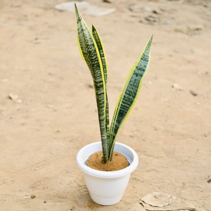 Buy Snake Yellow Long in 12 Inch Classy White Plastic Pot Online | Urvann.com