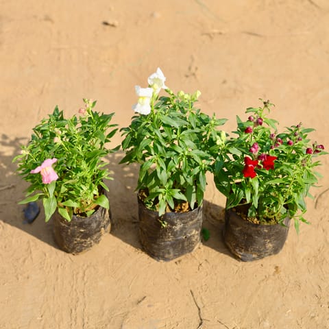 Set of 3 - Antirrhinum Majus (Snapdragon) / Dog Flower (any colour) in 4 Inch Nursery Bag