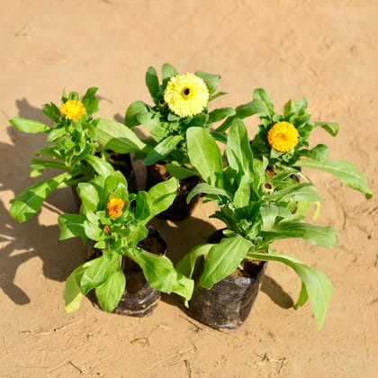Buy Set of 5 - Calendula (any colour) in 4 Inch Nursery Bag Online | Urvann.com