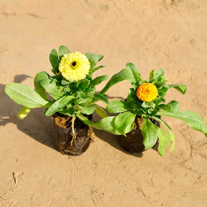 Buy Set of 2 - Calendula (any colour) in 4 Inch Nursery Bag Online | Urvann.com