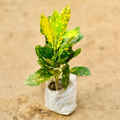Buy Baby Croton Goldstar in 4 Inch Nursery Bag Online | Urvann.com