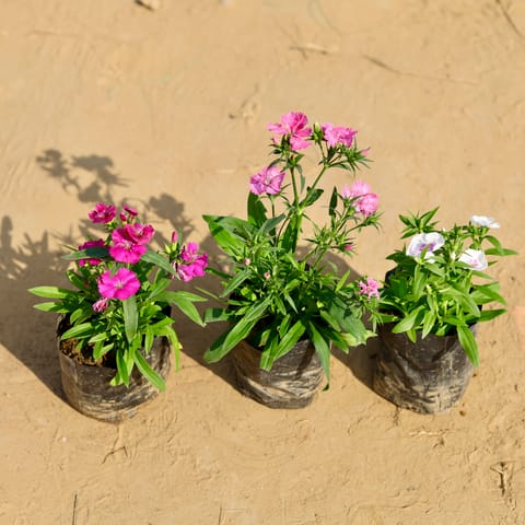 Set of 3 - Dianthus (any colour) in 4 Inch Nursery Bag