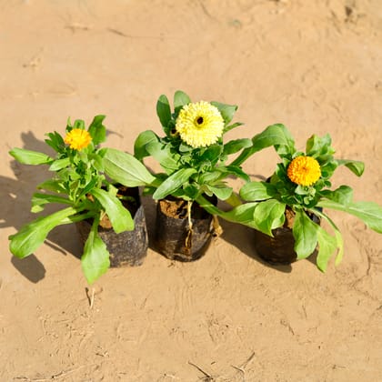 Buy Set of 3 - Calendula (any colour) in 4 Inch Nursery Bag Online | Urvann.com