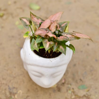 Buy Syngonium Pixie Pink in 5 Inch Classy White Buddha Ceramic Pot Online | Urvann.com