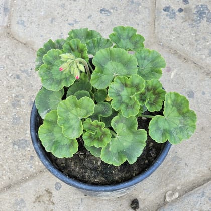 Geranium (any colour) in 6 Inch Nursery Pot