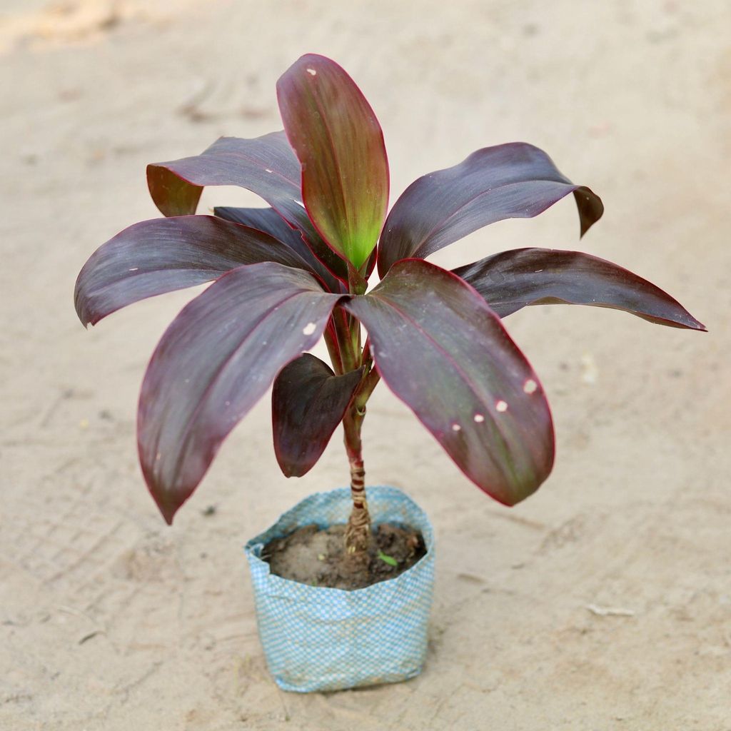 Dracaena Rosea in 5 Inch Nursery Pot Dracaena Rosea in 5 Inch Nursery Pot