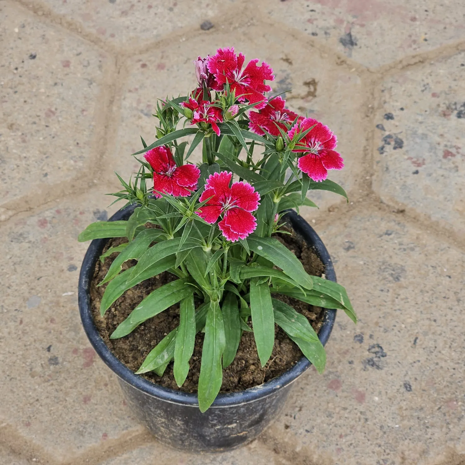 Dianthus (any colour) in 6 Inch Nursery Pot