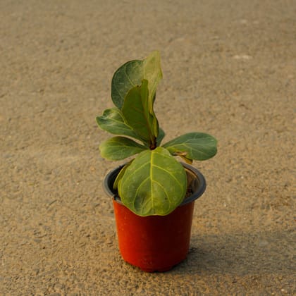 Buy Fiddle Leaf Fig / Ficus Lyrata in 3 Inch Nursery Pot Online | Urvann.com