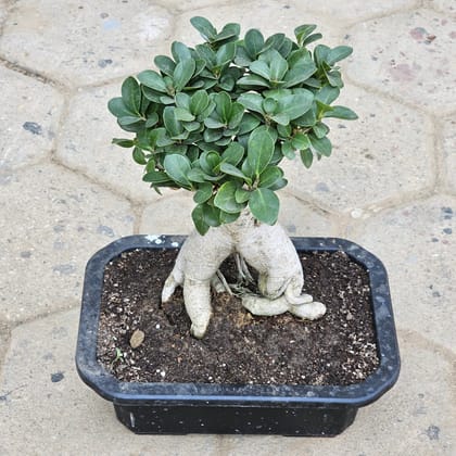 Buy Ficus Bonsai in 6 Inch Black Premium Bonsai Pot Online | Urvann.com