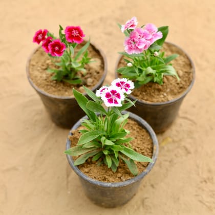 Buy Set of 3 - Dianthus (any colour) In 6 Inch Nursery Pot Online | Urvann.com