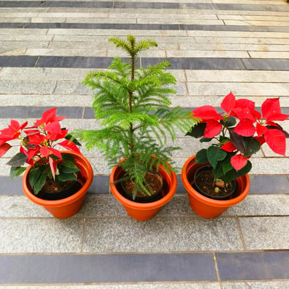 Christmas Steal - Set of 3 - Two Poinsettias / Christmas Flower Red & One Araucaria / Christmas Tree (~ 3 Ft) in 8 Inch Classy Red Plastic Plastic Pot