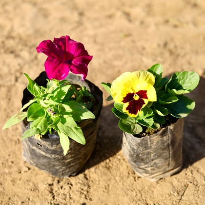 Buy Set of 2 - Pansy & Petunia (any colour) in 4 inch Nursery Bag Online | Urvann.com