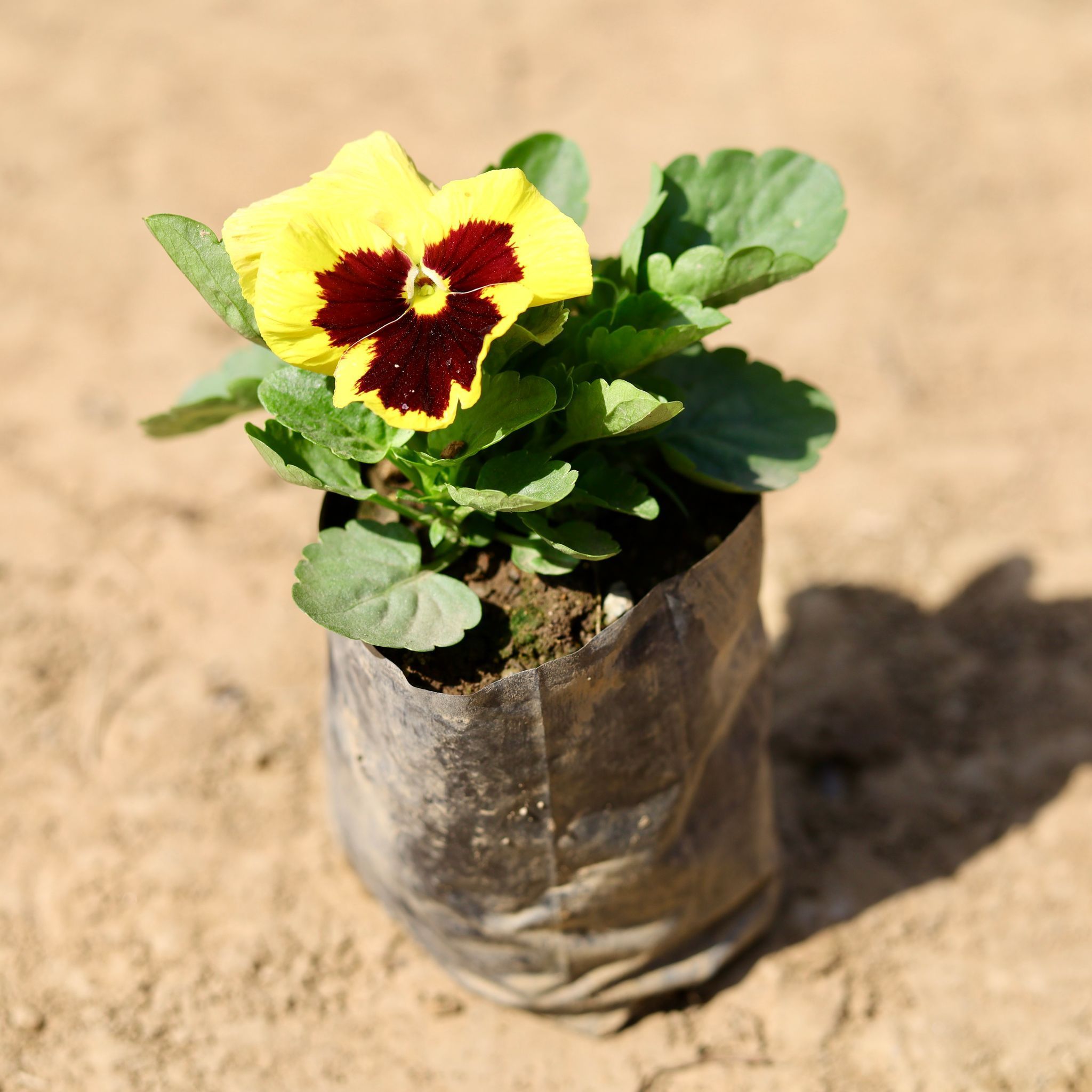 Pansy (any colour) in 4 inch Nursery Bag