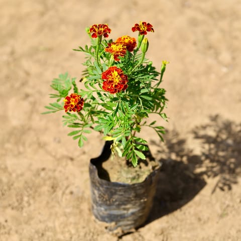 Marigold / Genda Jafri (any colour) in 4 inch Nursery Bag