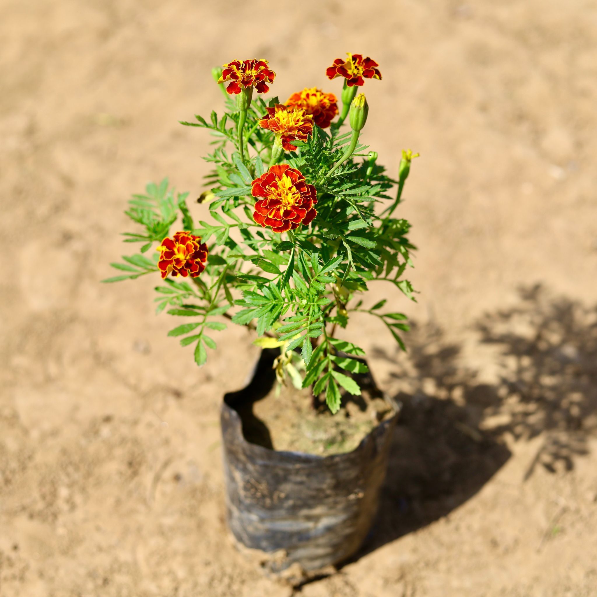 Marigold / Genda Jafri (any colour) in 4 inch Nursery Bag