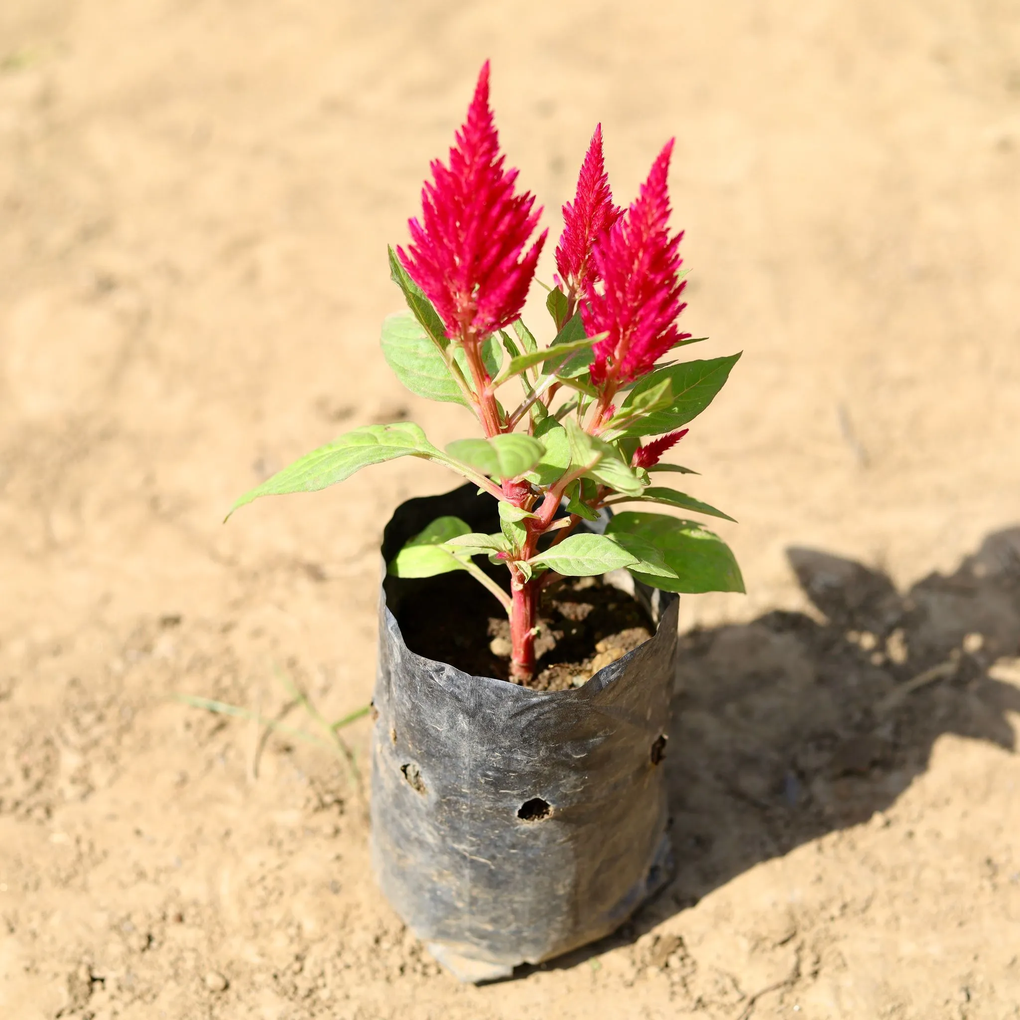 Celosia (any colour) in 4 inch Nursery Bag