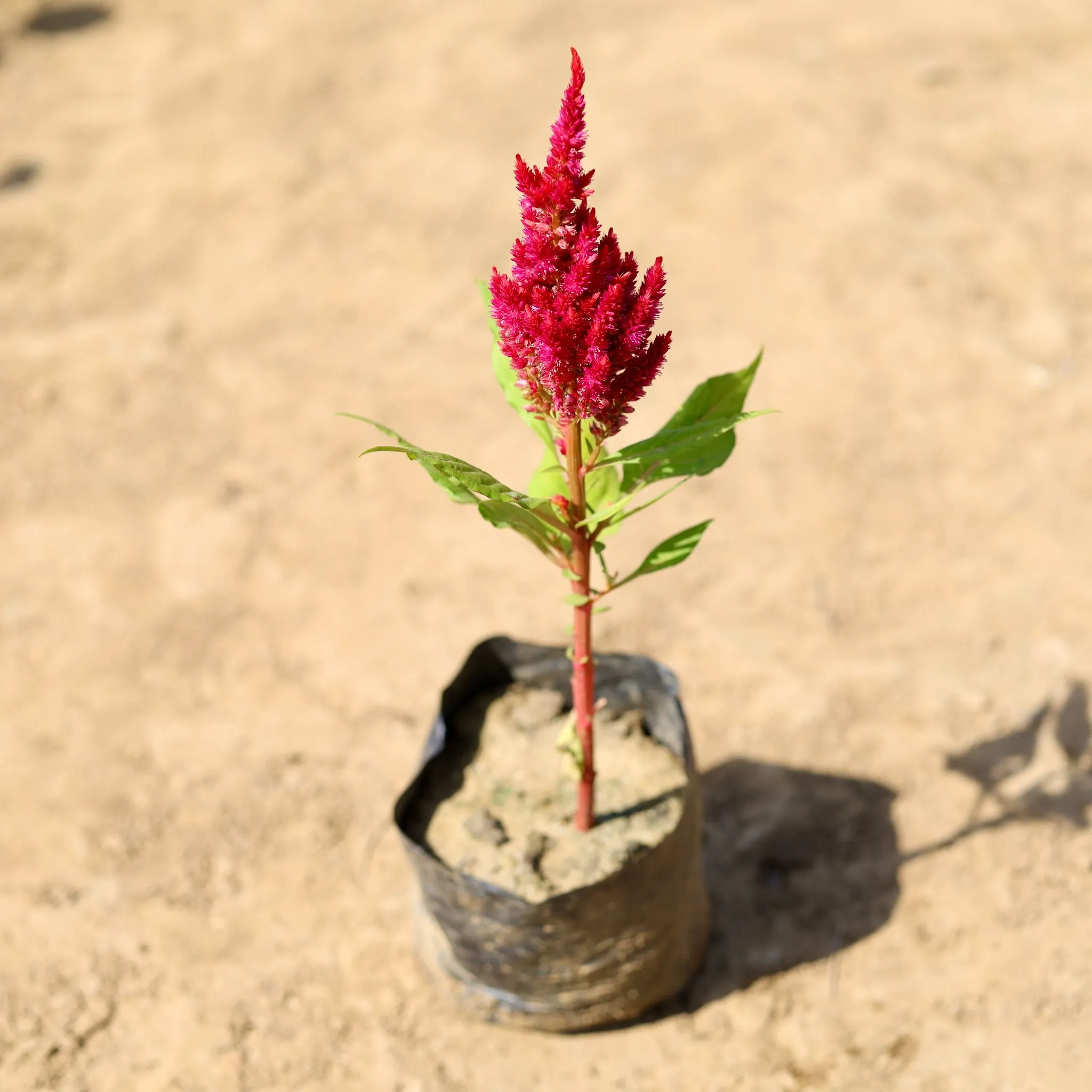 Celosia (any colour) in 4 inch Nursery Bag