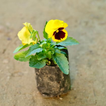Buy Pansy (any colour) in 3 Inch Nursery Bag Online | Urvann.com