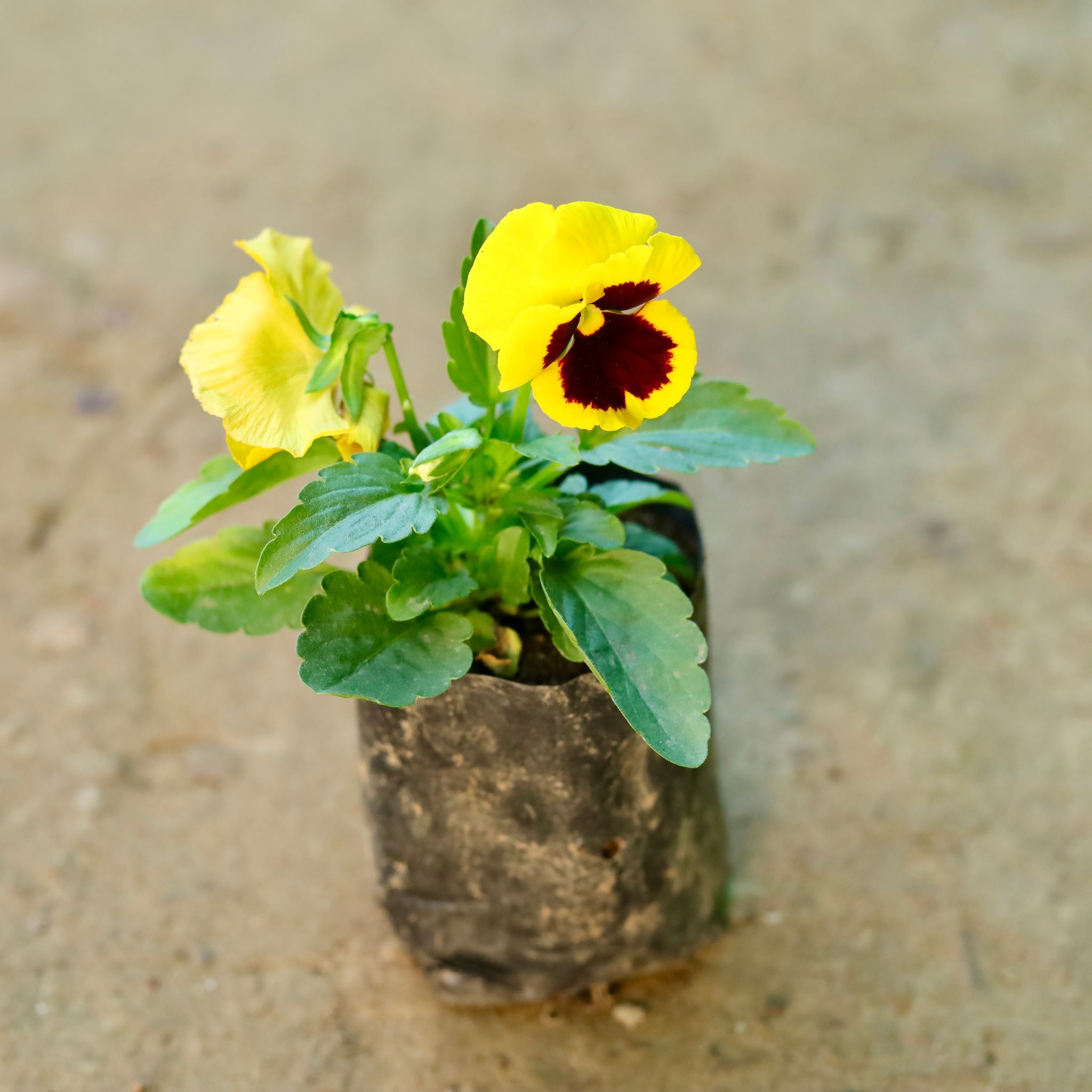 Pansy (any colour) in 3 Inch Nursery Bag
