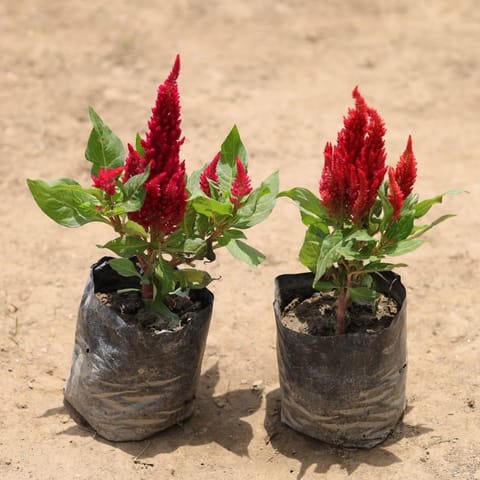 Set of 2 - Celosia / Cockscomb (any colour) in 4 Inch Nursery Bag