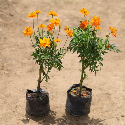 Buy Set of 2 - Cosmos (any colour) in 4 Inch Nursery Bag Online | Urvann.com