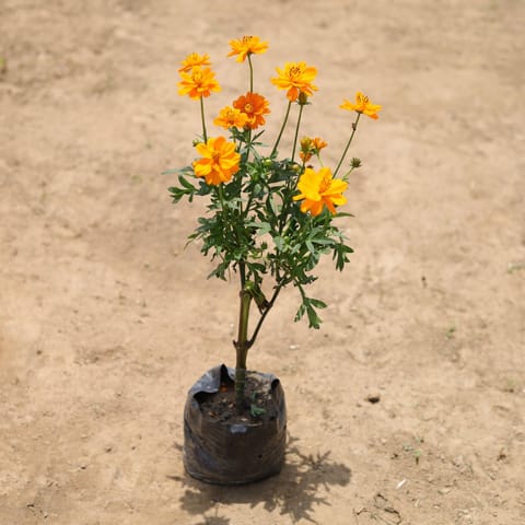 Marigold Jafri (any colour) in 4 Inch Nursery Bag