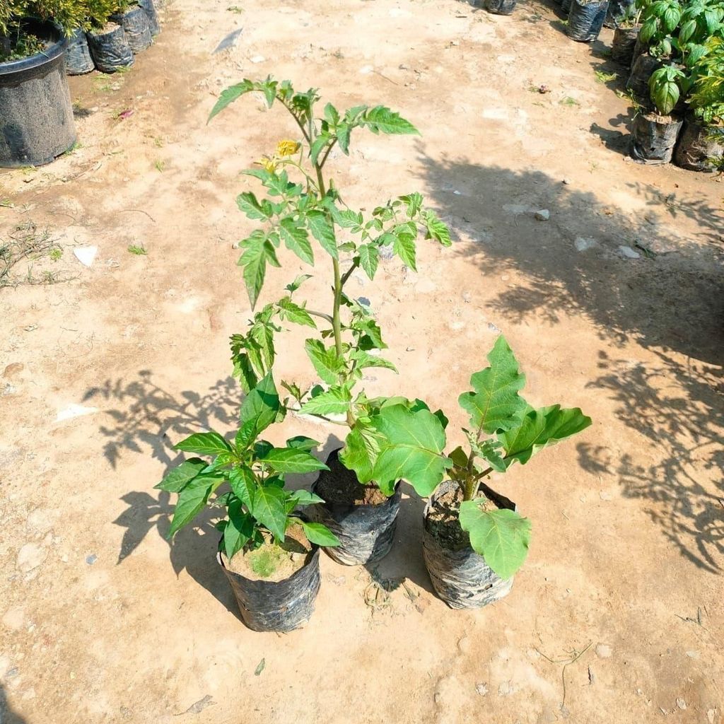Set of 3 - Mirchi / Chilli, Baigan & Tomato Plant in 4 Inch Nursery bag