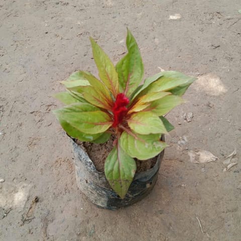Celosia / Cockscomb (Any Colour) in 4 Inch Nursery Bag