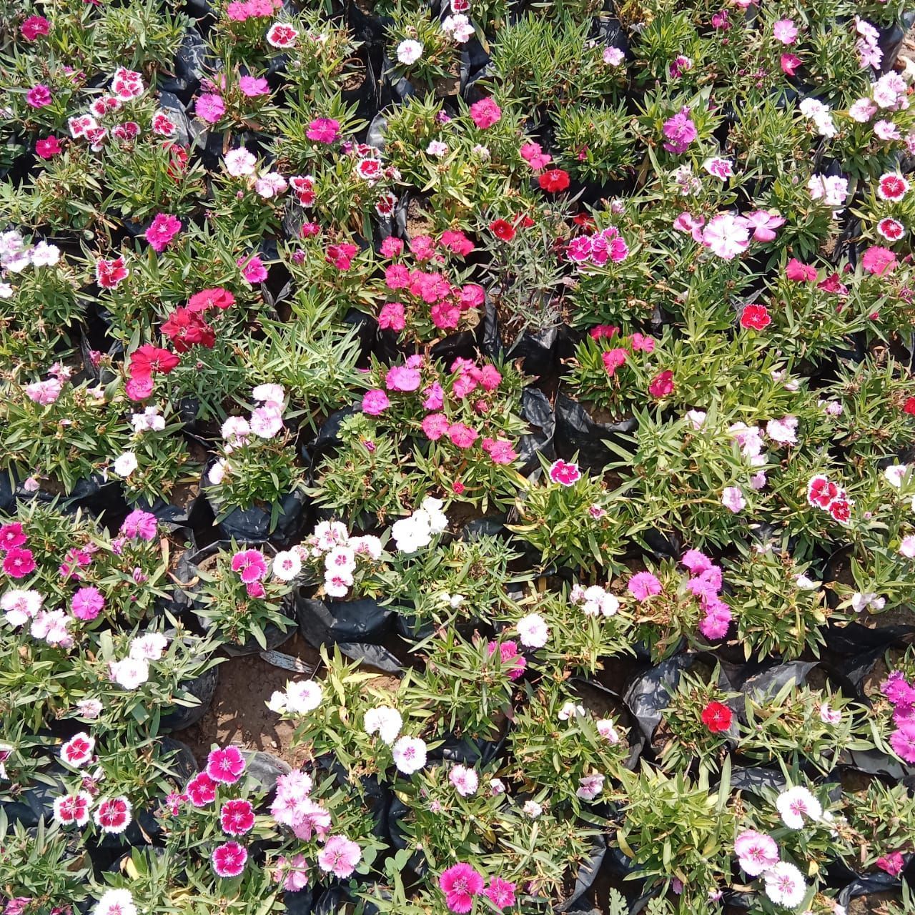 Set Of 10 - Dianthus (Any Colour) in 4 Inch Nursery Bag