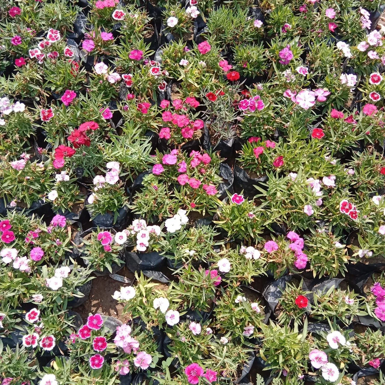 Set Of 10 - Dianthus (Any Colour) in 4 Inch Nursery Bag