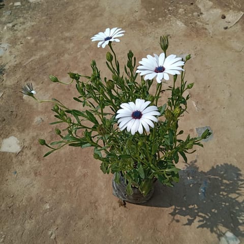 Daisy (Any Colour) in 4 Inch Nursery Bag