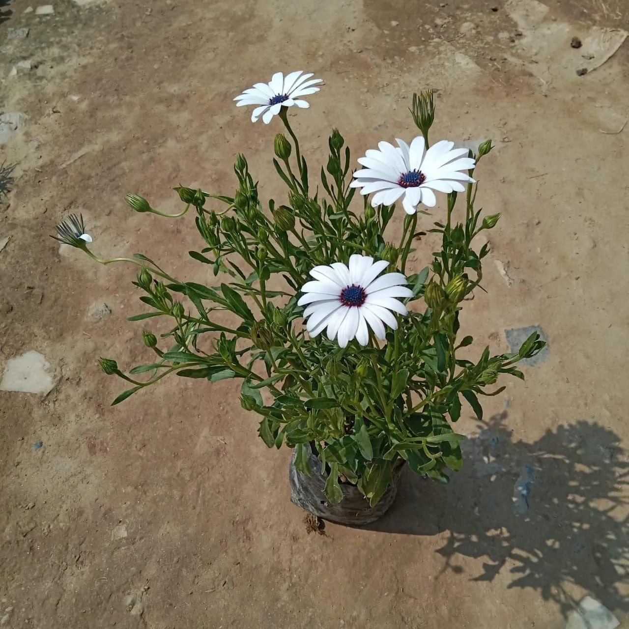 Daisy (Any Colour) in 4 Inch Nursery Bag