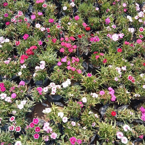 Set Of 3 - Dianthus (Any Colour) in 4 Inch Nursery Bag