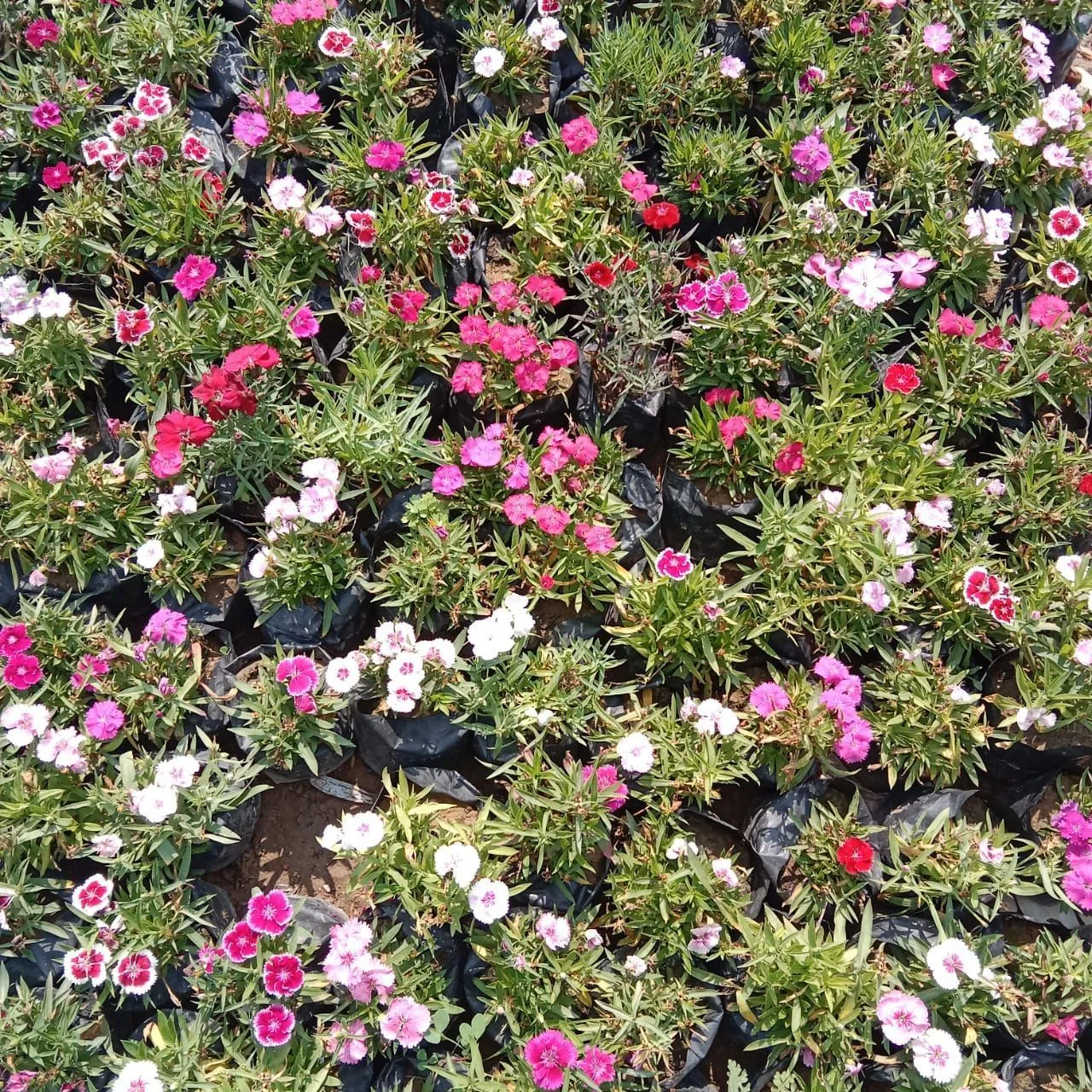 Set Of 3 - Dianthus (Any Colour) in 4 Inch Nursery Bag