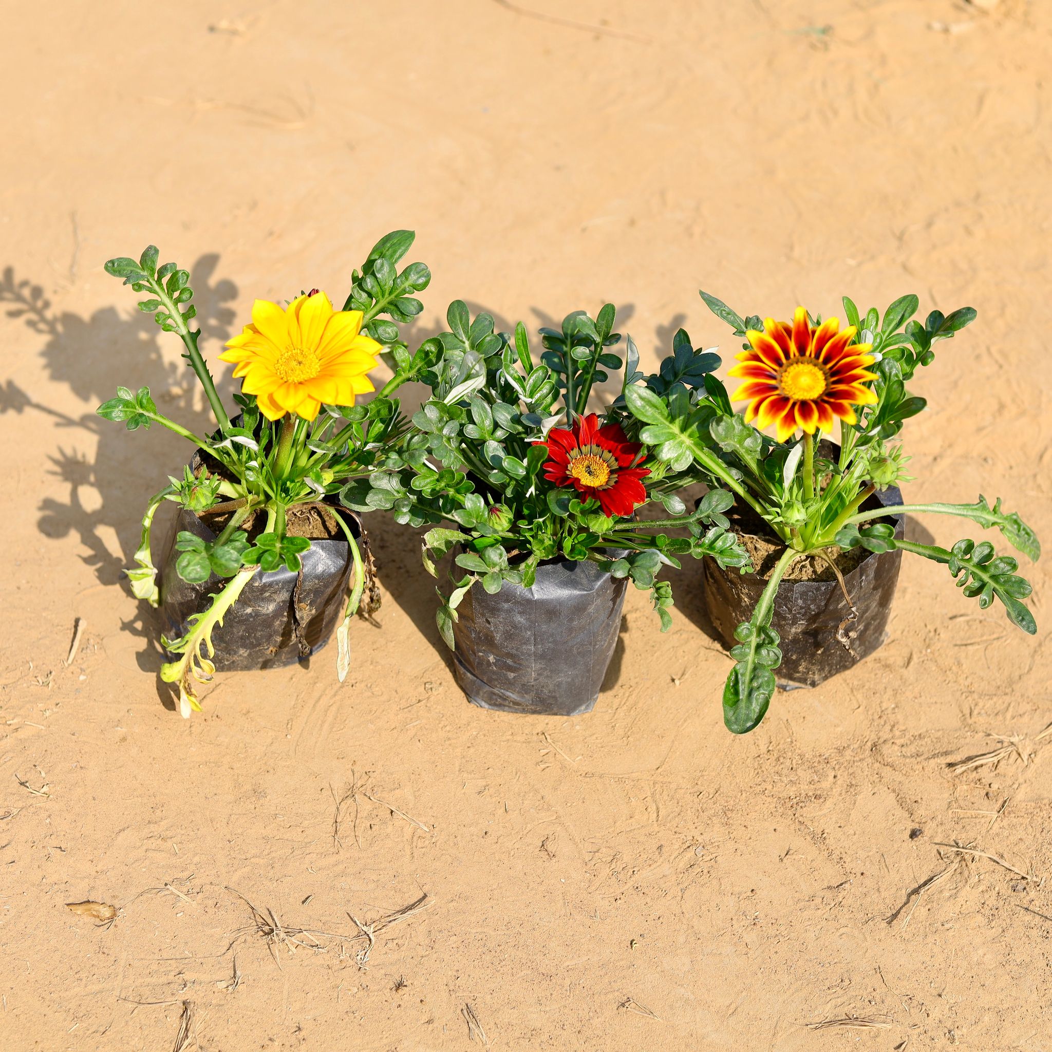 Set of 3 - Gazania (any colour) in 4 Inch Nursery Bag