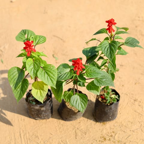 Set of 3 - Salvia (any colour) in 4 Inch Nursery Bag