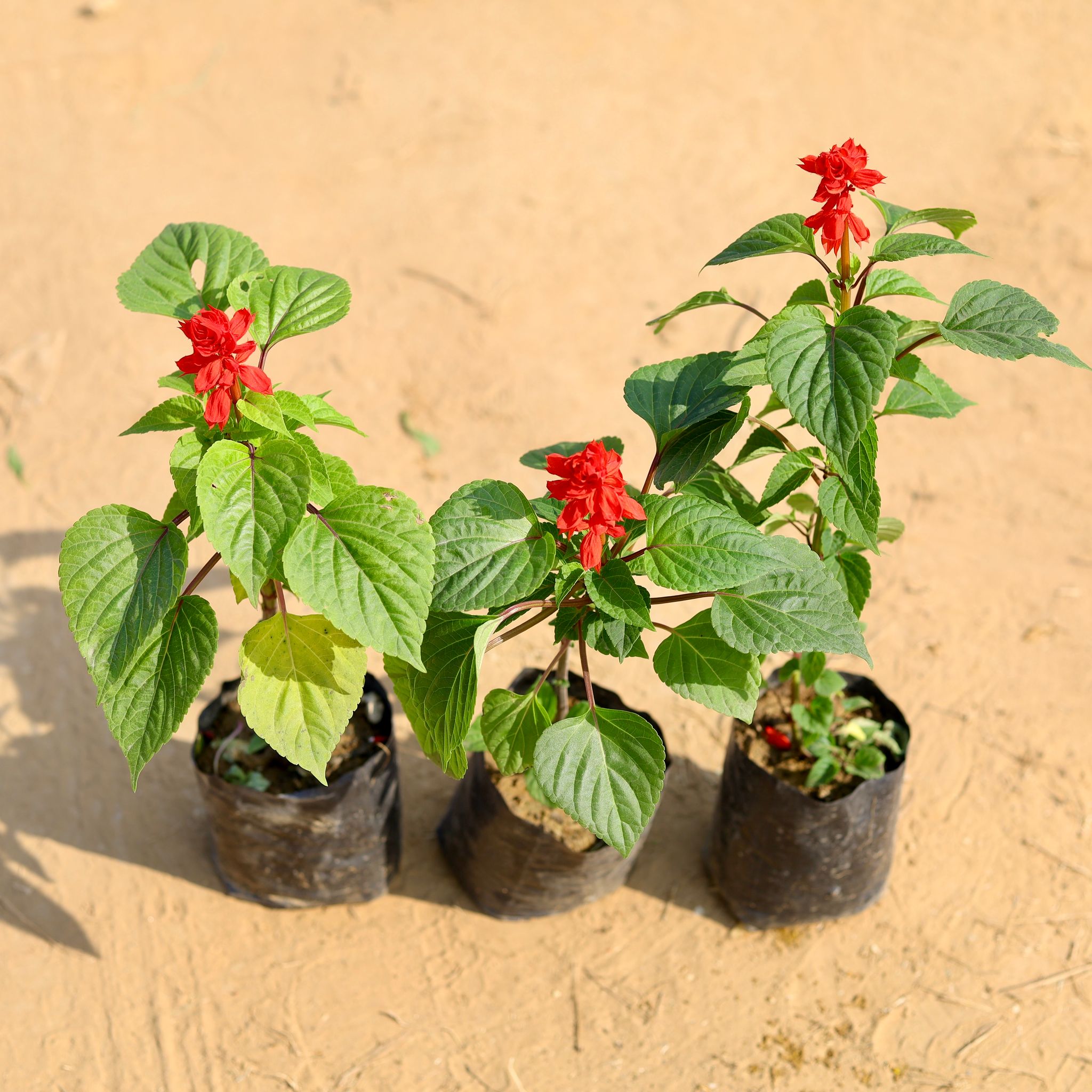 Set of 3 - Salvia (any colour) in 4 Inch Nursery Bag