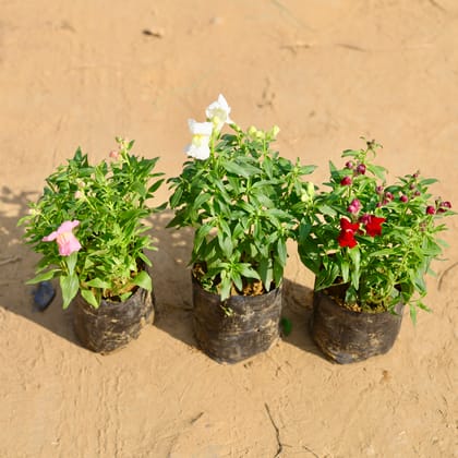 Buy Set of 3 - Antirrhinum Majus (Snapdragon) / Dog Flower (any colour) in 4 Inch Nursery Bag Online | Urvann.com