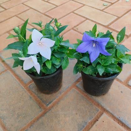 Set of 2 - Platycodon Grandiflorus / Balloon (White & Blue) Flower in 4 Inch Nursery Pot