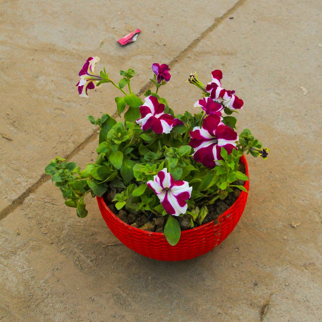 Petunia in 8 Inch Euro Hanging Basket (any colour)