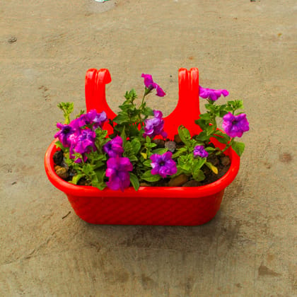 Buy Petunia (any colour) in 12 Inch Red Double Hook Designer Hanging Plastic Pot  Online | Urvann.com