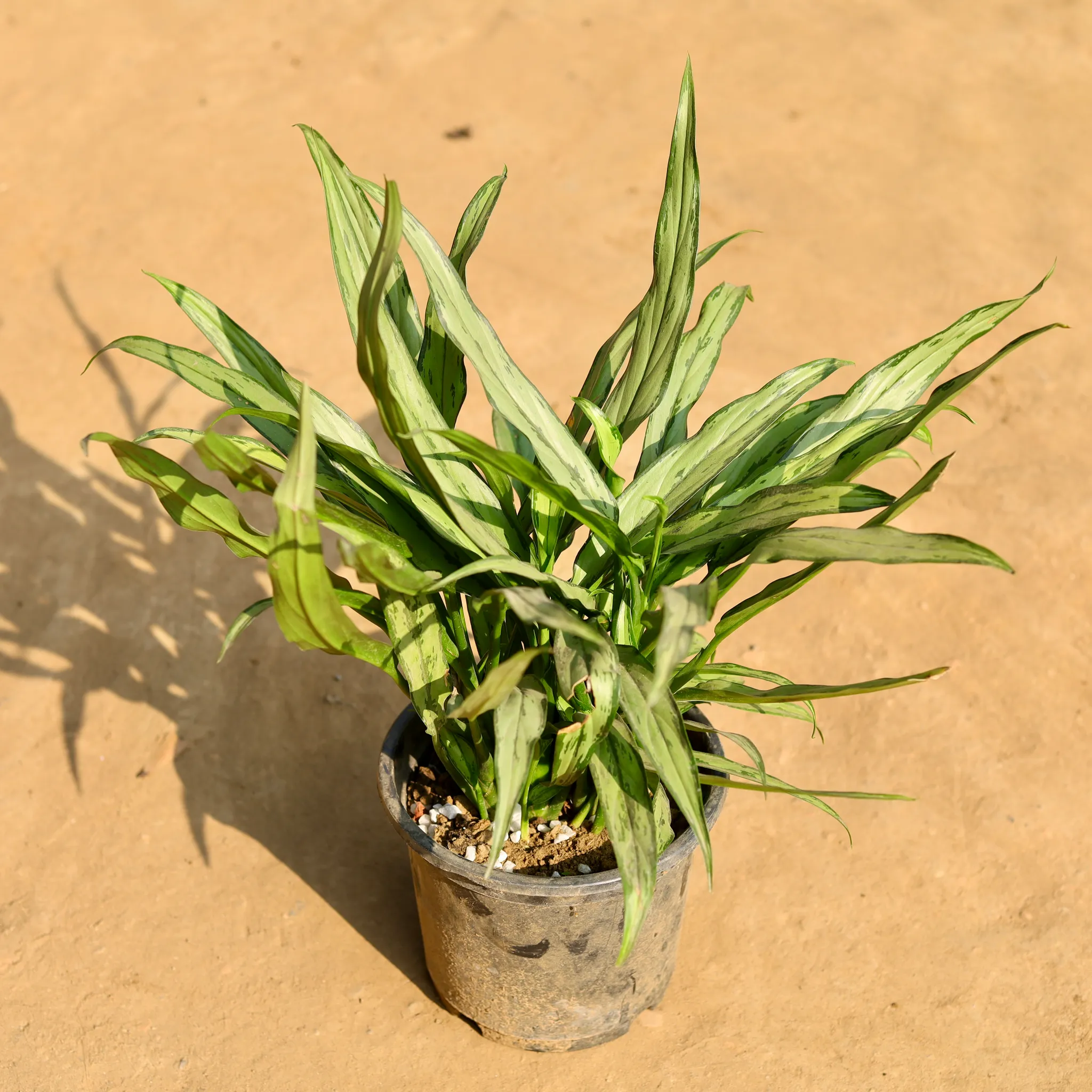 Aglaonema Cutlass in 8 Inch Nursery Pot