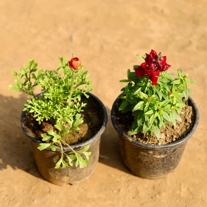 Buy Set of 2 - Antirrhinum Majus (Snapdragon) / Dog Flower & Ranunculus / Buttercup (any colour) in 6 Inch Nursery Pot Online | Urvann.com