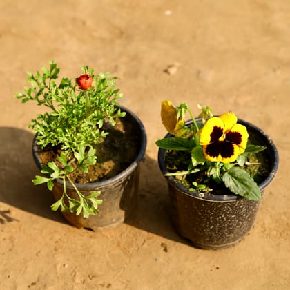 Buy Set of 2 - Pansy & Ranunculus / Buttercup (any colour) in 6 Inch Nursery Pot Online | Urvann.com