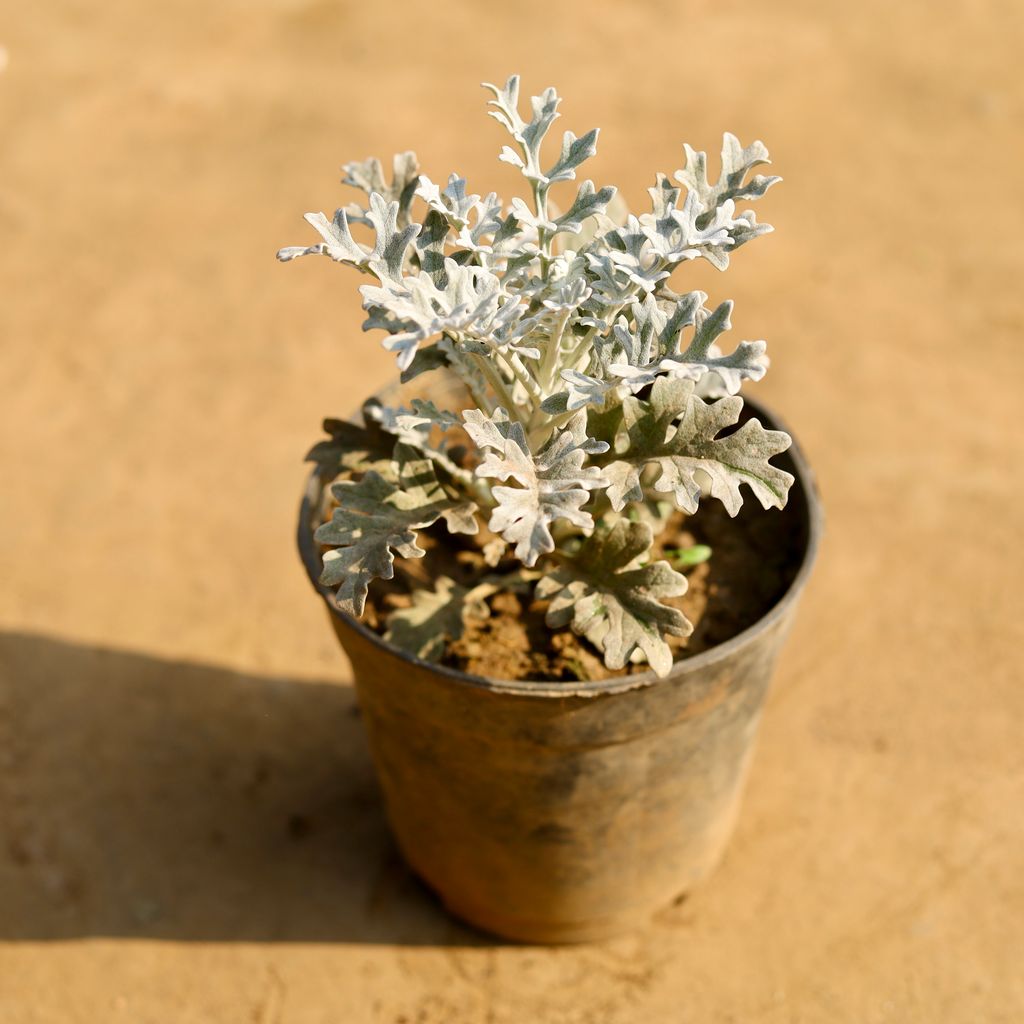 Buy Silver Dust in 6 Inch Nursery Pot Online | Urvann.com Silver Dust in 6 Inch Nursery Pot